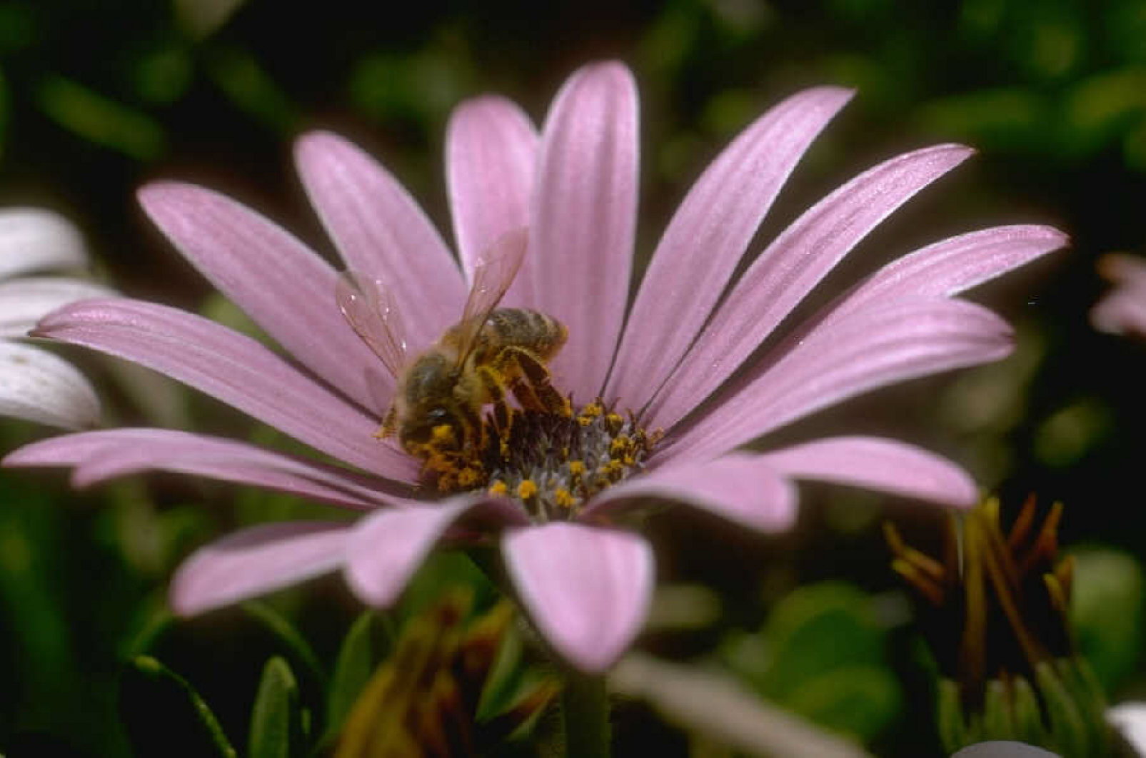 Psoriasis fertility and pregnancy.jpg